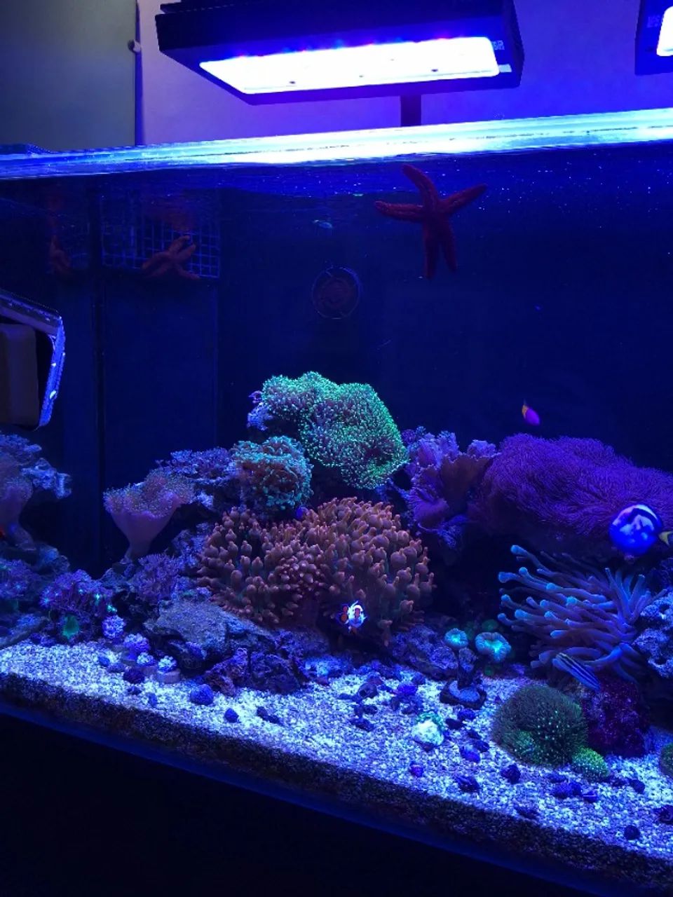 AQUARIO MARINHO 200 LITROS - Foto 3