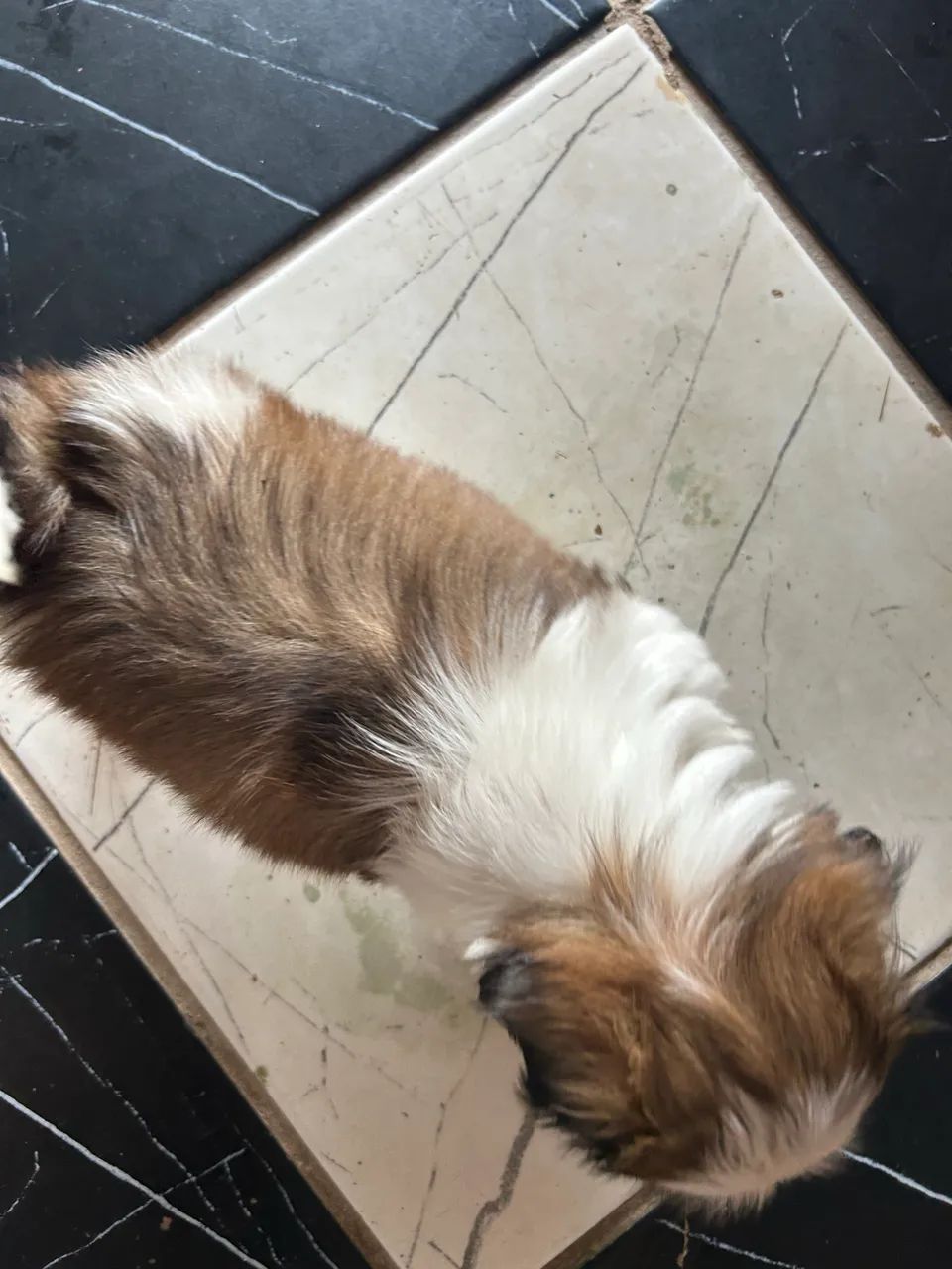 Shih tzu macho  - Foto 3