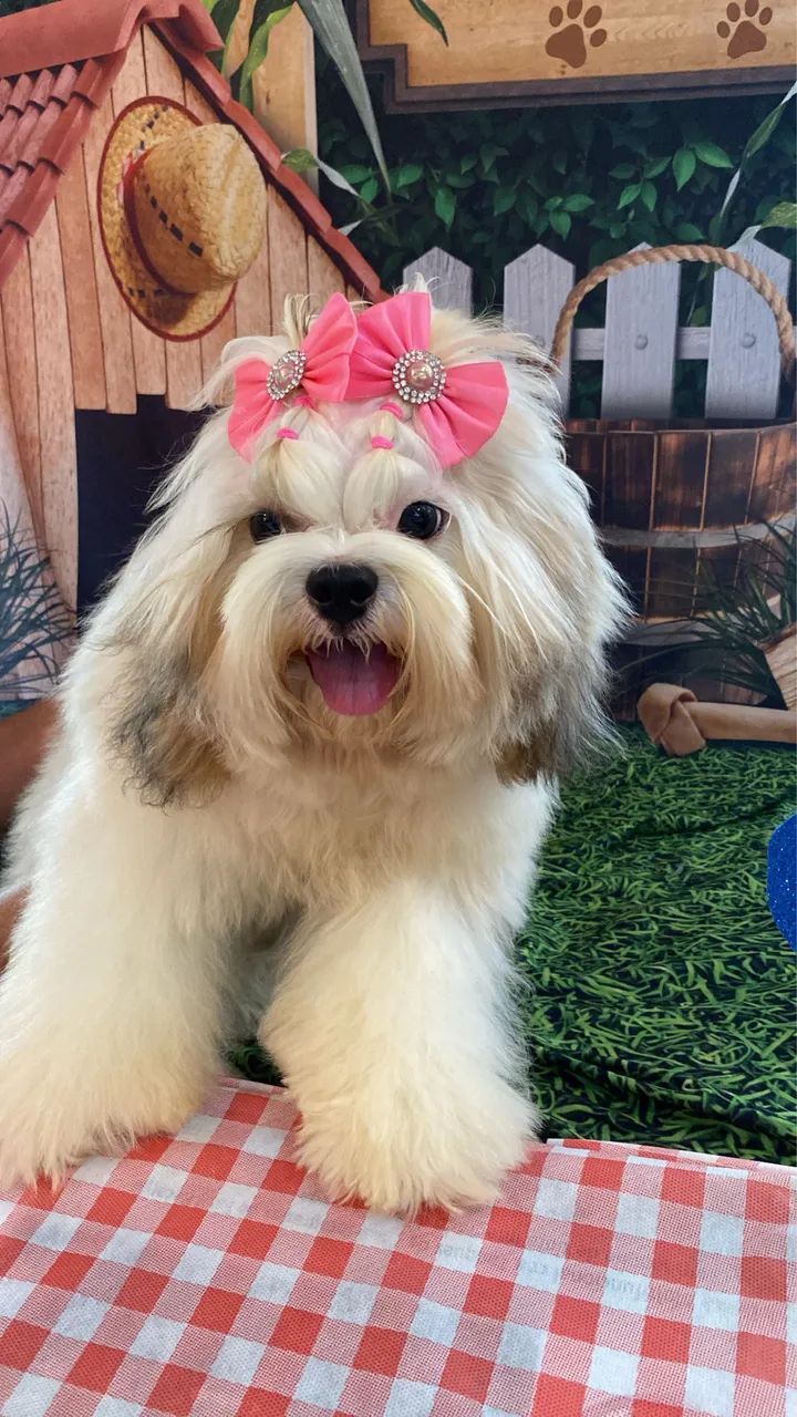 Cachorro  - Foto 2