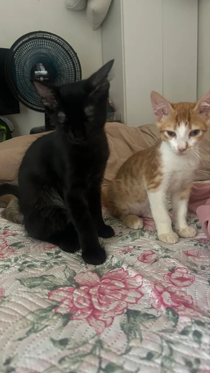 Dupla linda de gatinhos - Foto 5