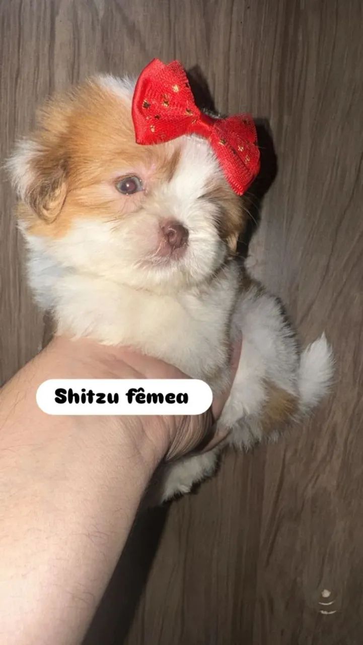 Shitzu 
