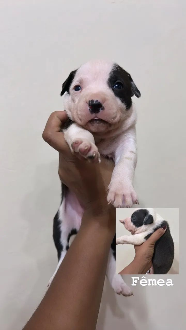 Pitbulls PURO - Foto 4
