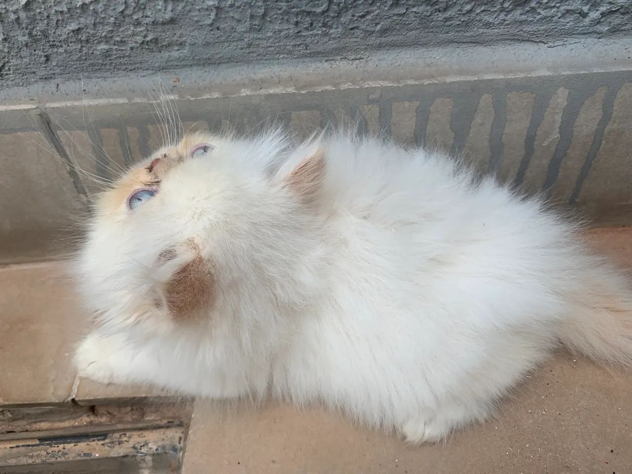 Gatinho himalaio macho  - Foto 6