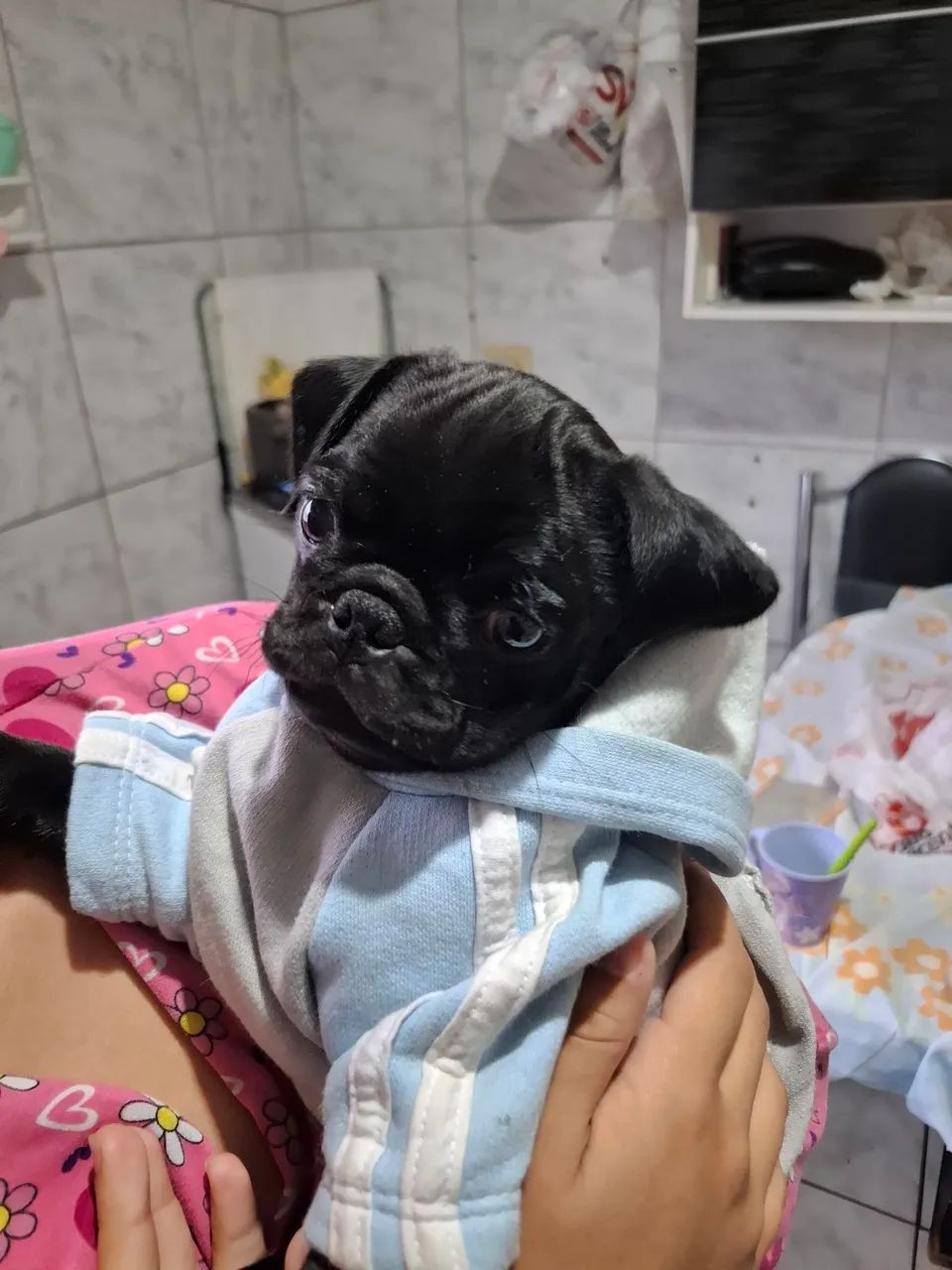 Pug black  - Foto 3
