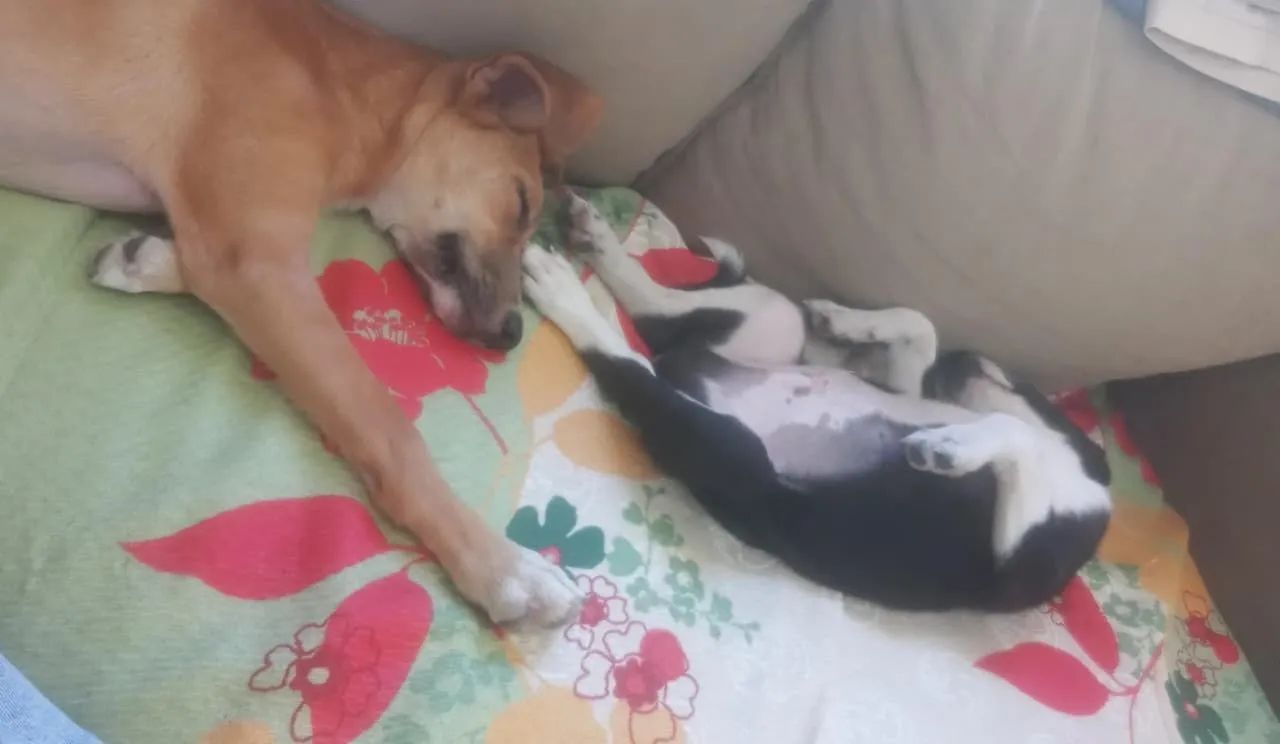 Doação de cães - Foto 5