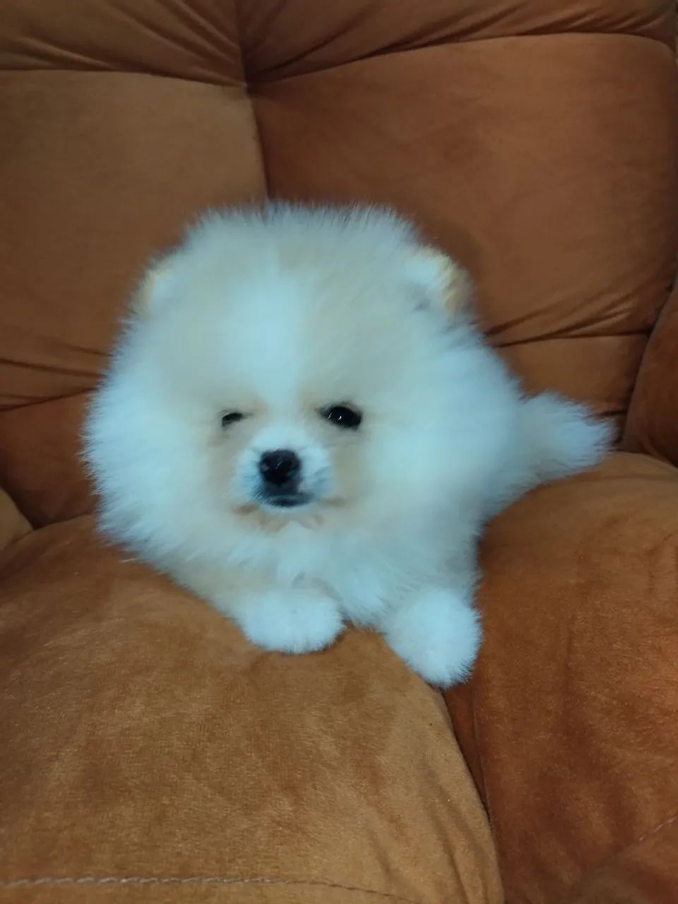 Lulu da Pomerânia anão machos  - Foto 3