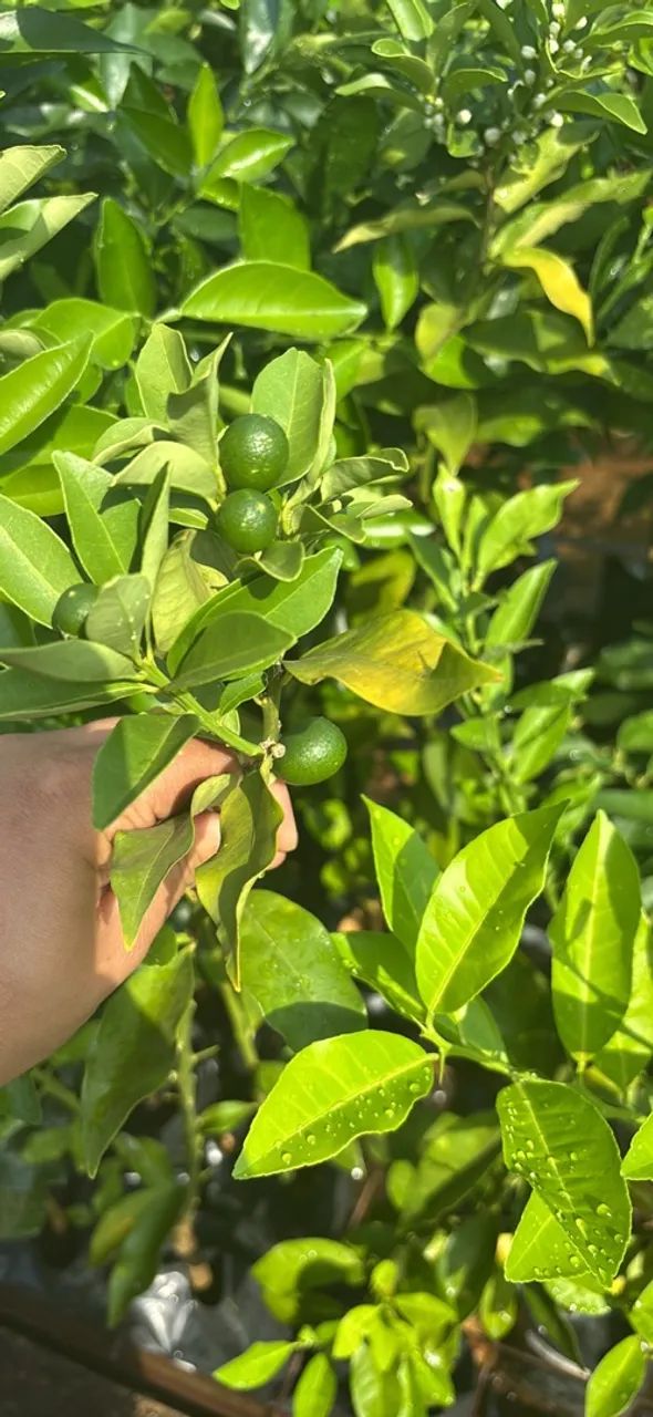 Laranja kinkan enxertada - Foto 3