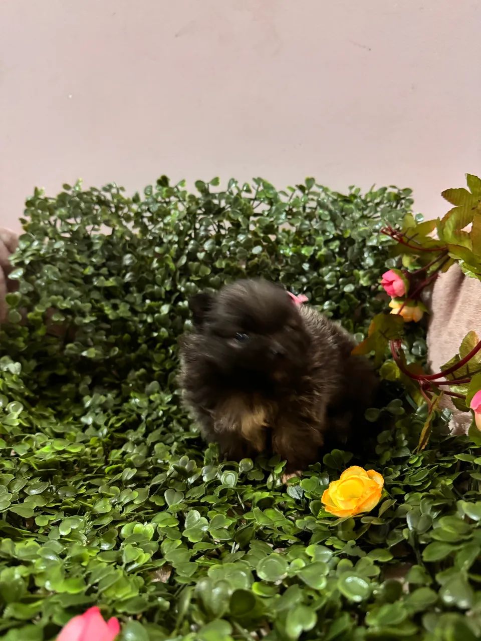 Spitz Alemão  - Foto 3