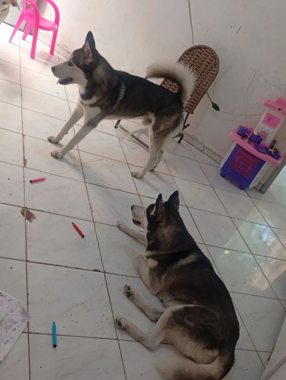 Husky siberiano gêmeos - Foto 3