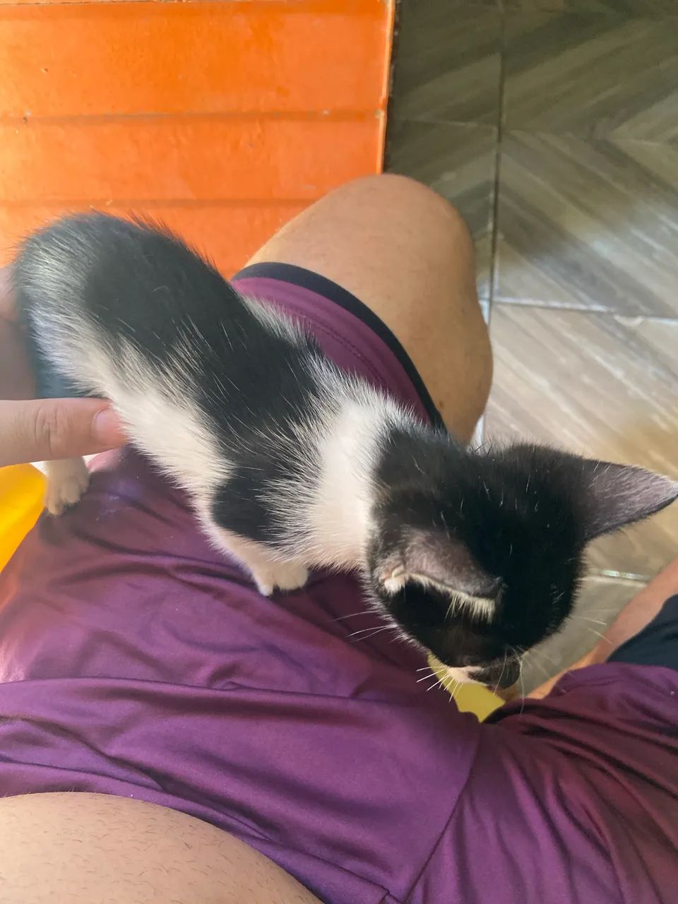 Gatinho para doação 