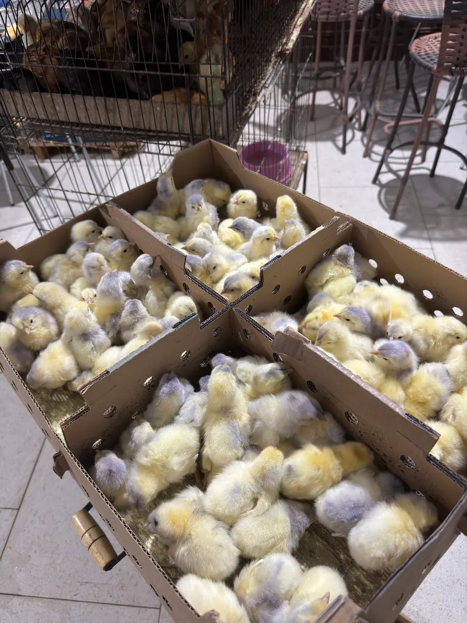 pintinhos