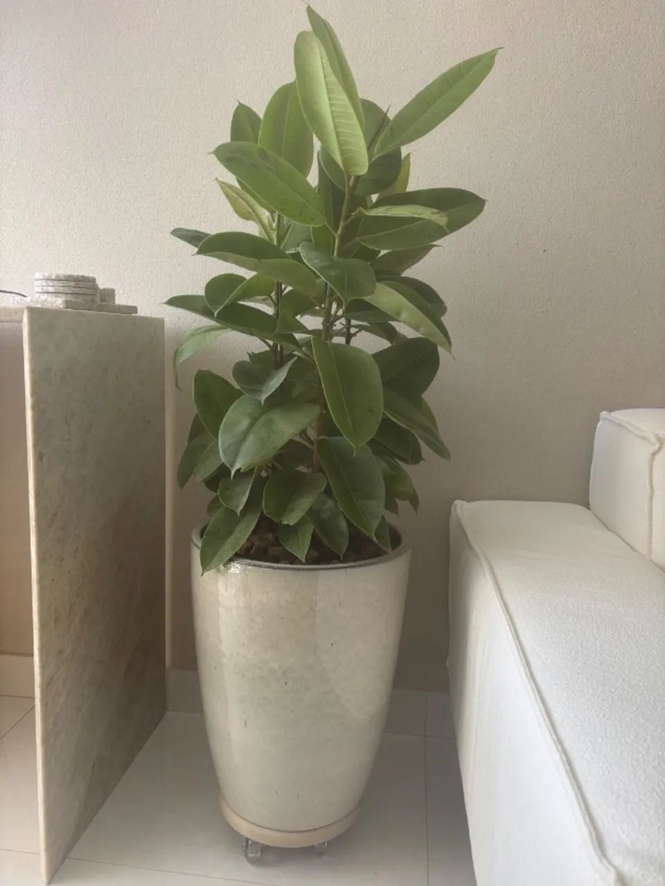 Vaso com suporte de rodinhas e planta natural  - Foto 2