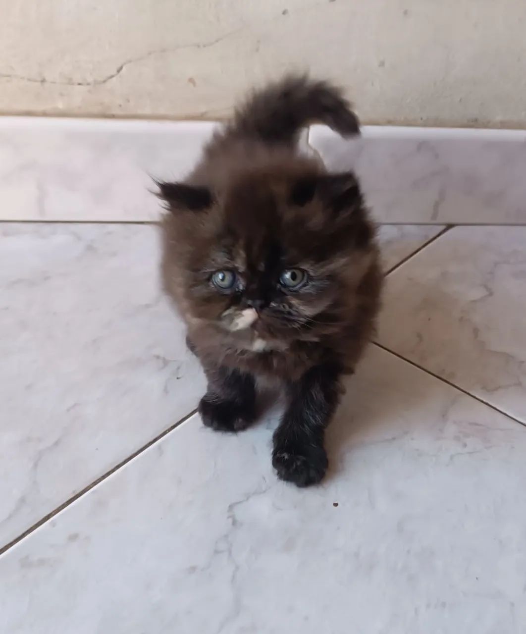 Gato persa