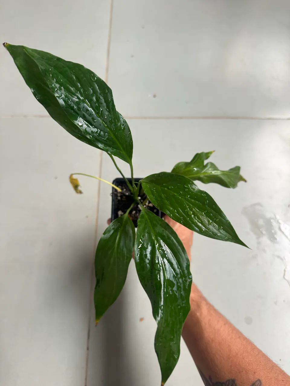 Muda de lirio da paz - Foto 2