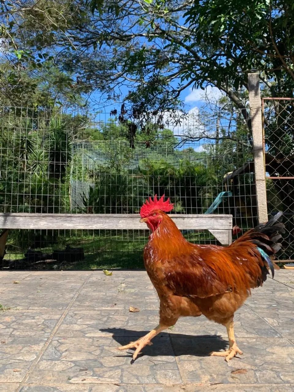 Galo Caipirão grandes e lindos R$ 90,00 - Foto 2