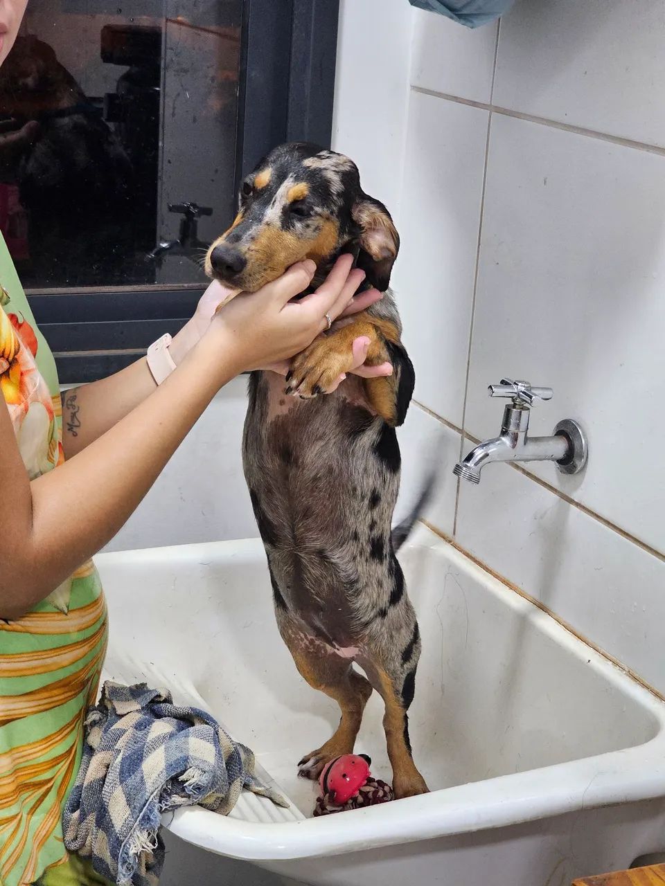 Doação de filhote de Dachshund Arlequim - Foto 2