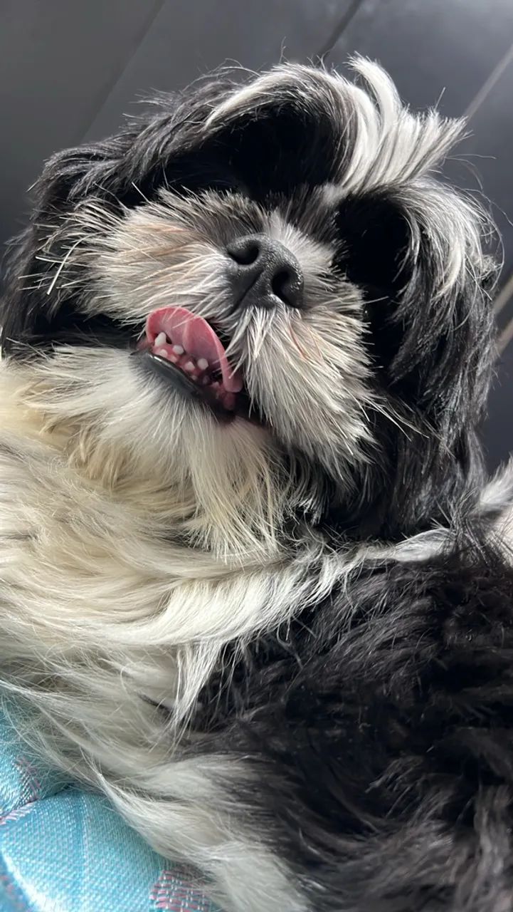 Pet - Foto 2