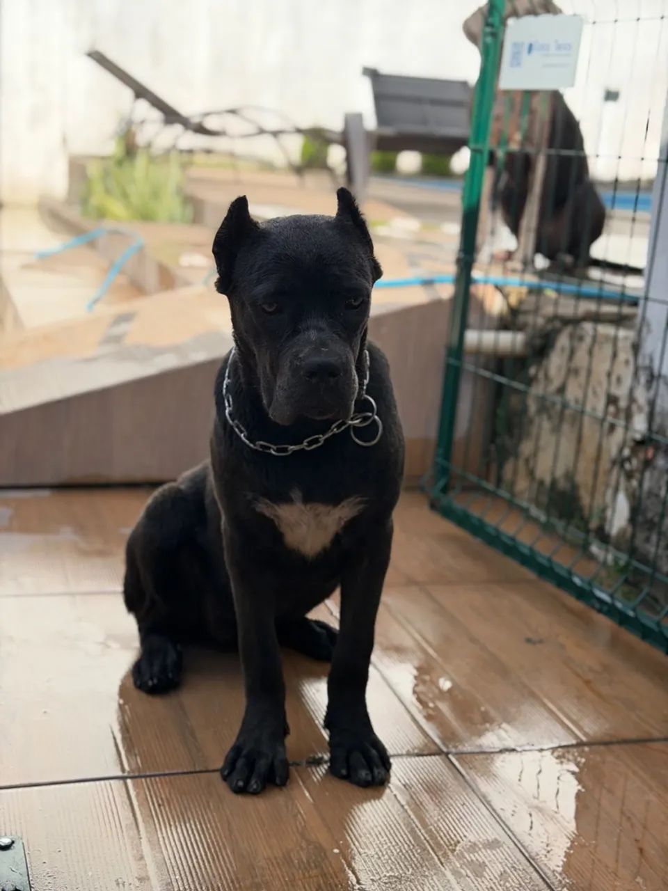 CANE CORSO