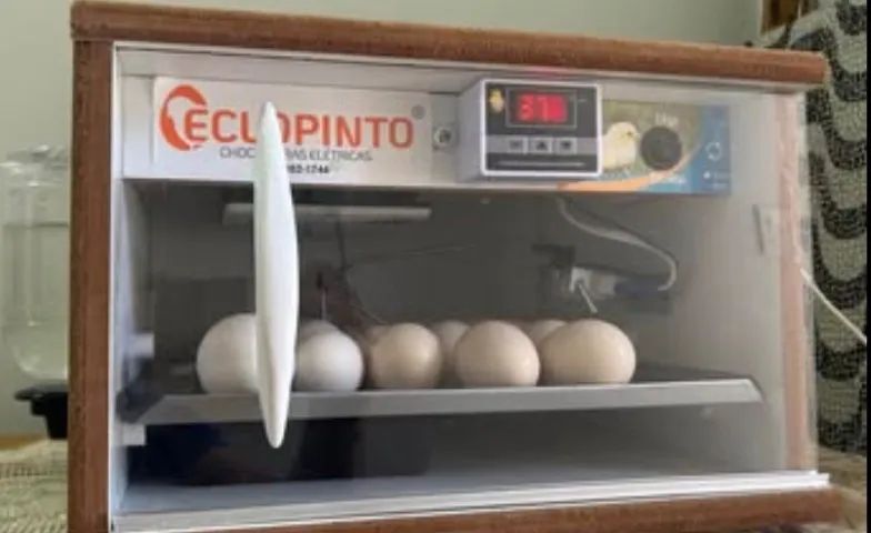 Chocadeira de ovos