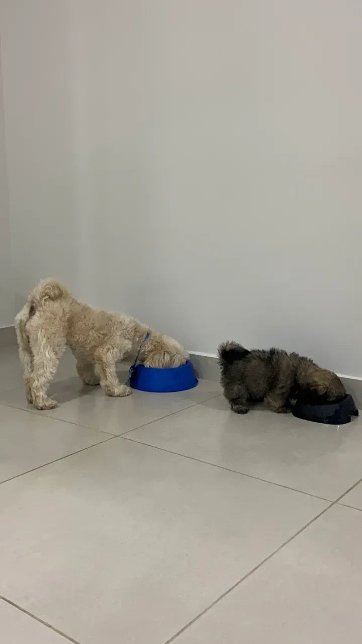 Doa-se dois shih tzu - Foto 2