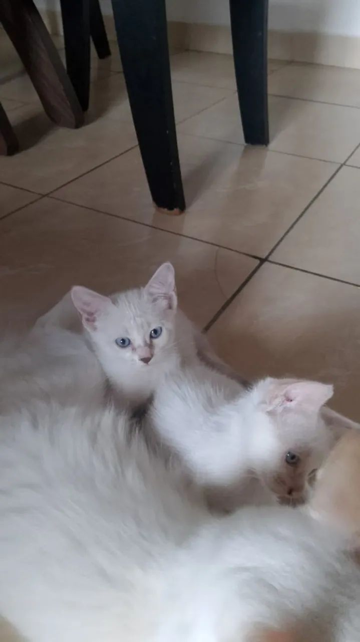 Gatinhas filhotes - Foto 2