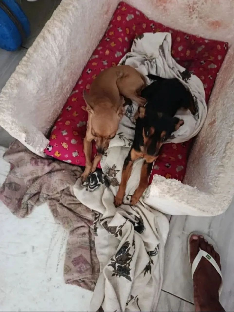 Pinsher 1 - Foto 4