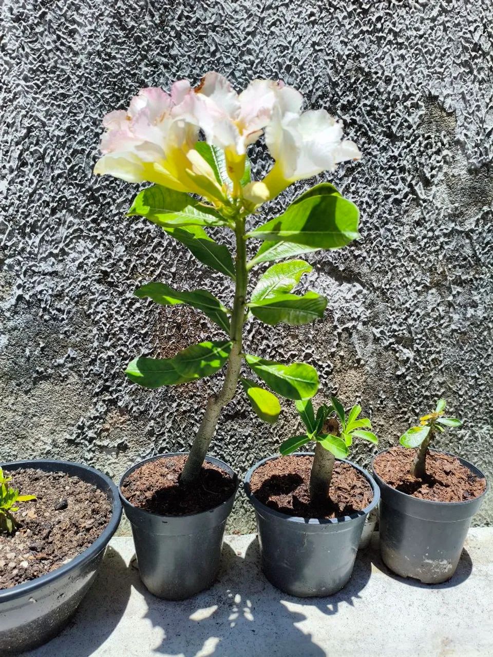 Rosa do deserto 