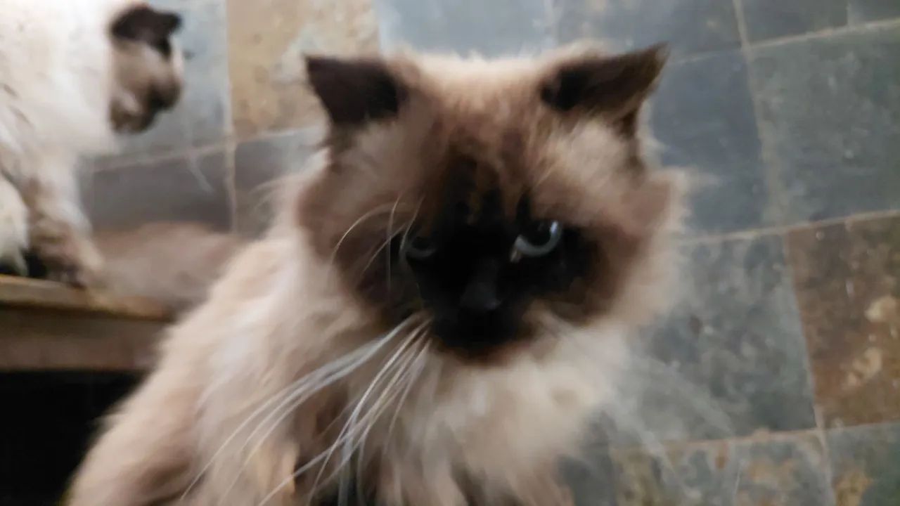Animais  - Foto 3