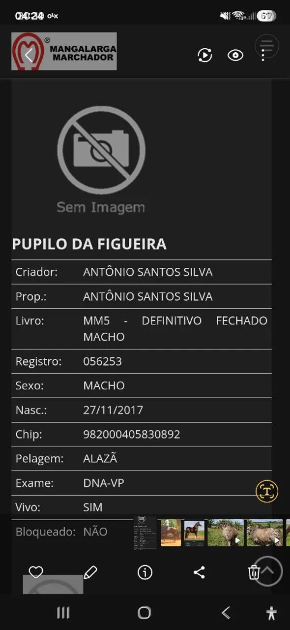 Cavalo frete free LEIA!!!! - Foto 2