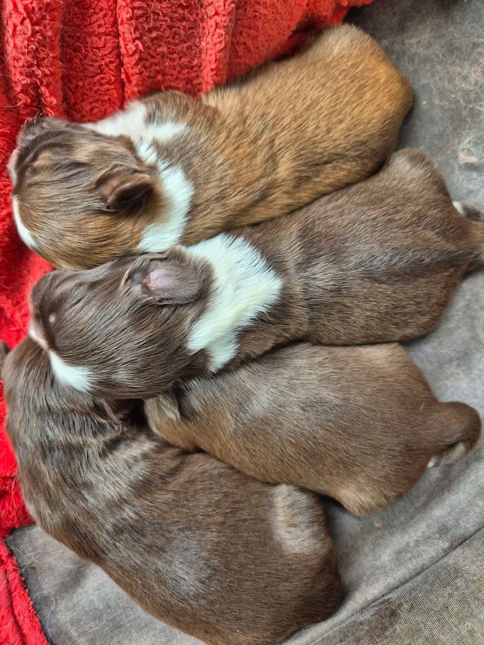Filhotes de shitzu (Pais com pedigree)
