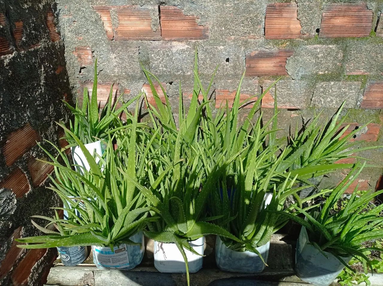 Barbosas (aloe-vera) - Foto 3