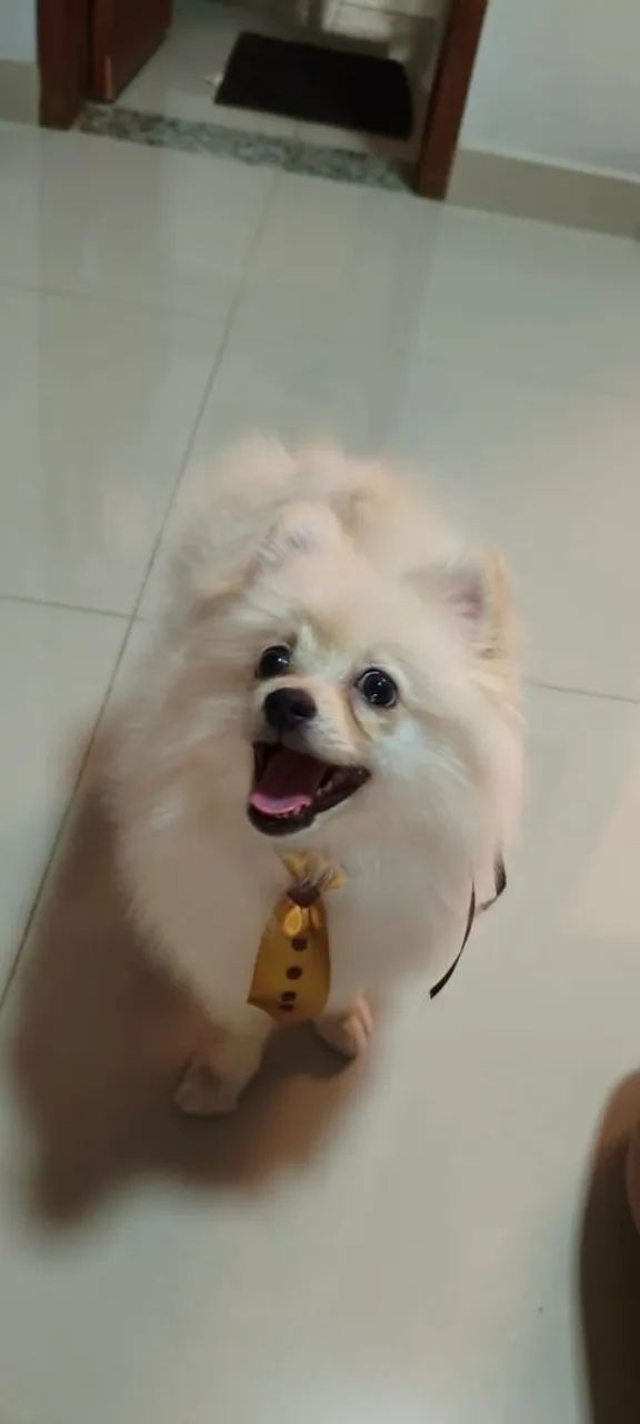 Spitz alemão 