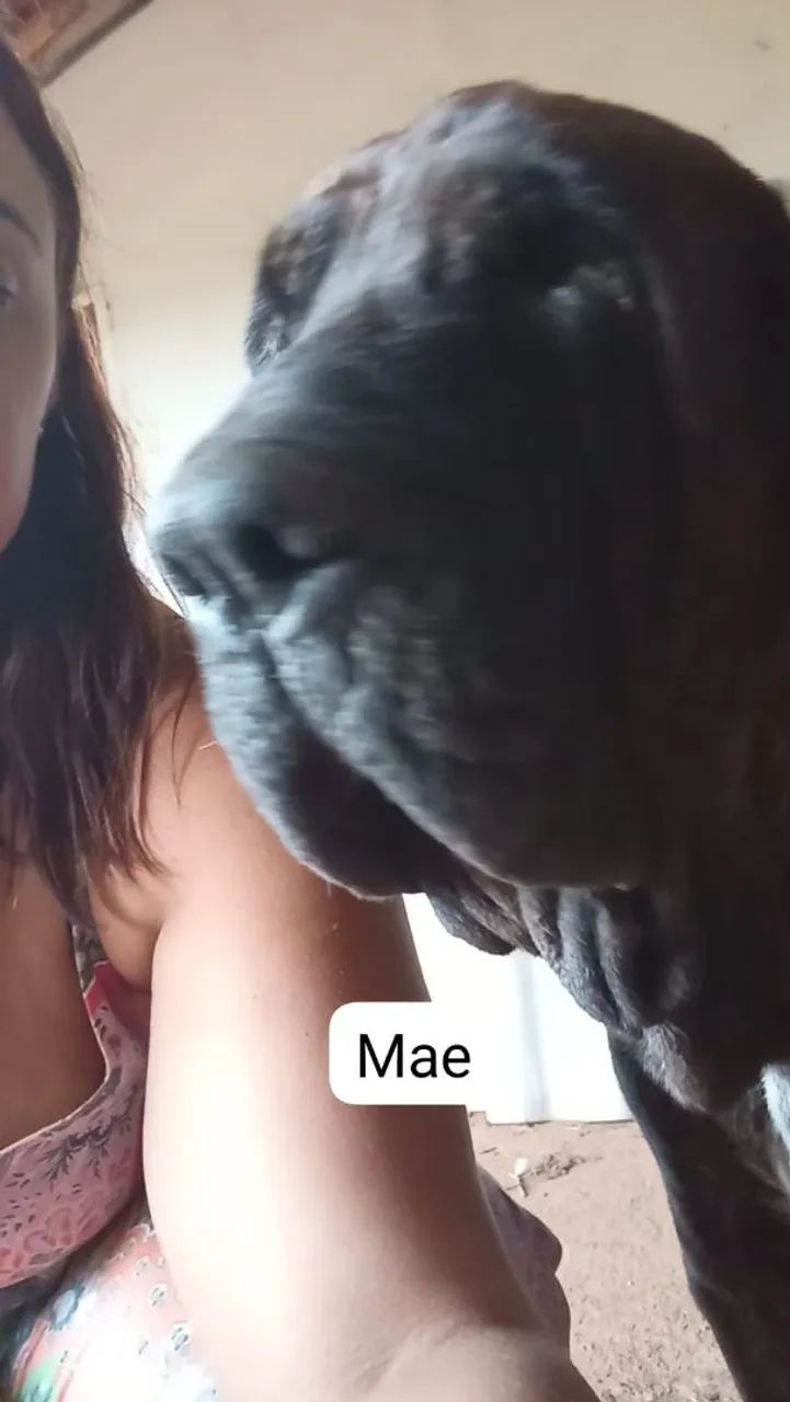 Fila Brasileiro  - Foto 4