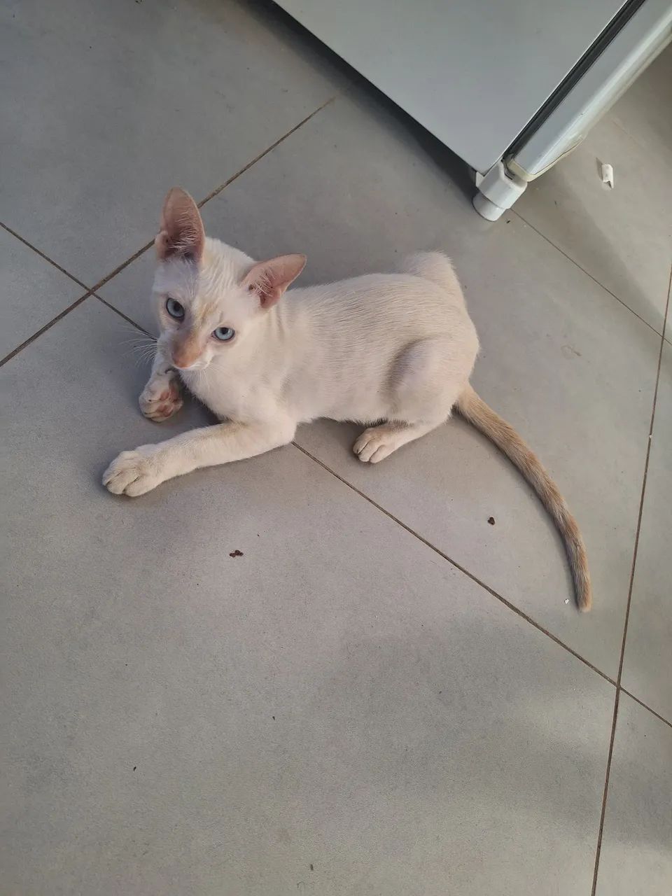 Doação de gato - Foto 4