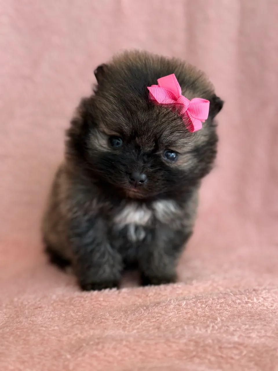 Spitz Alemão  - Foto 4