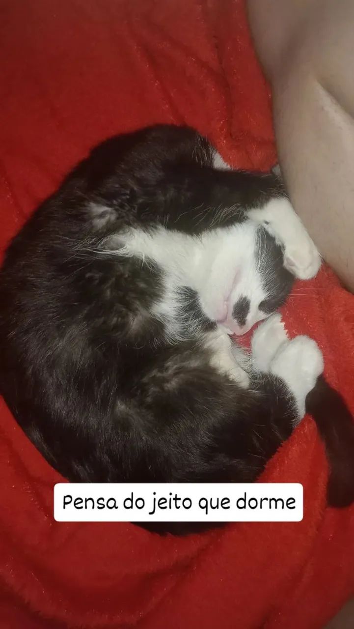 Doação de gato - Foto 2