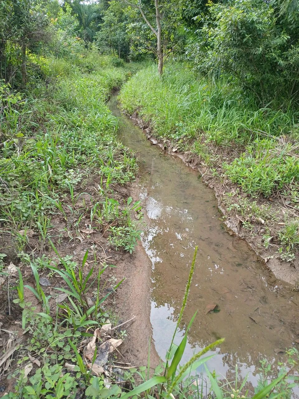 Fazendinha apropriada para criação, cavalo elite, gado, peixe - Foto 4