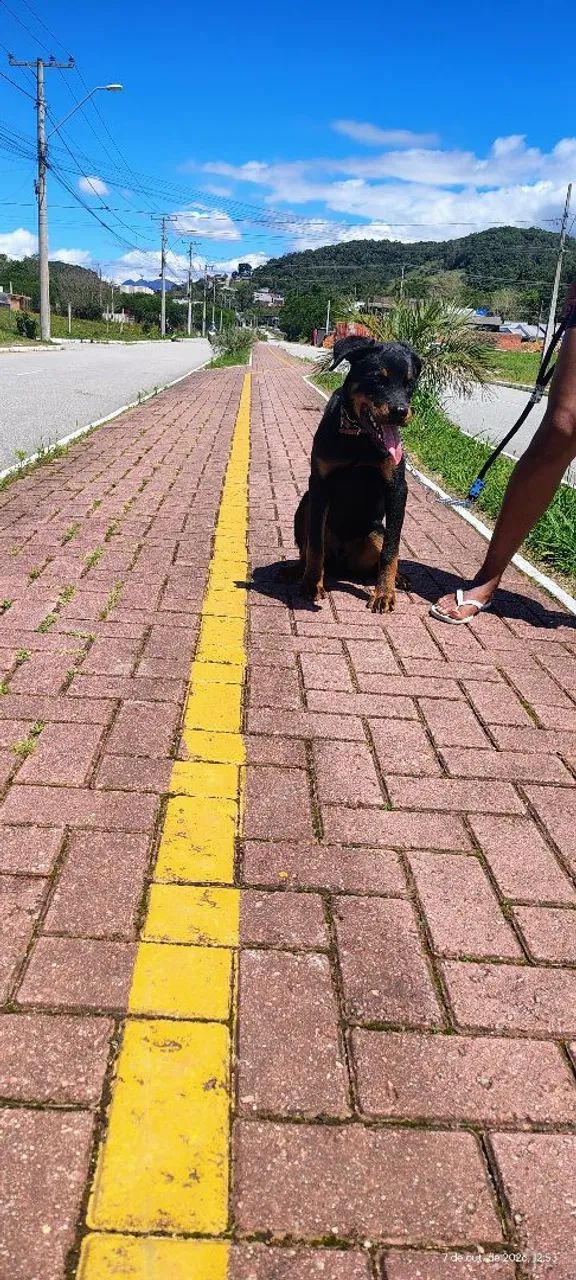 Rottweiler 