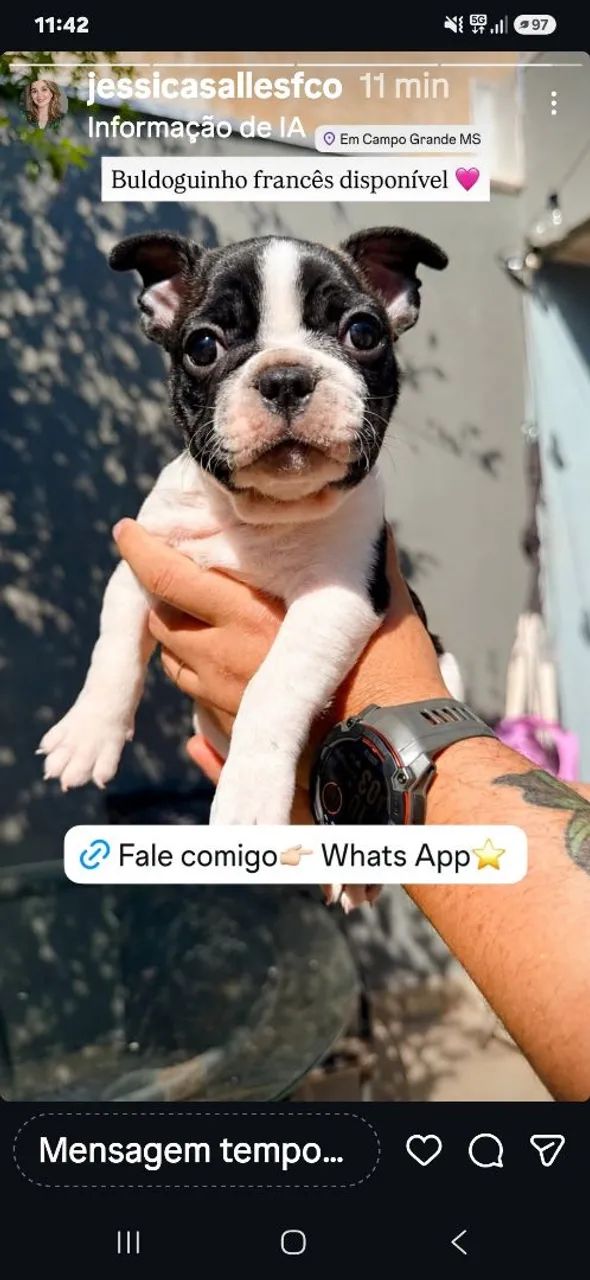 Buldogue francês  macho - Foto 4
