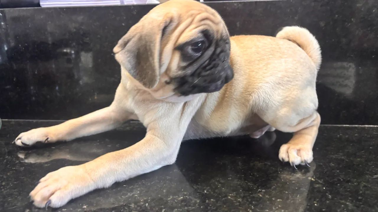 Pugs  - Foto 5