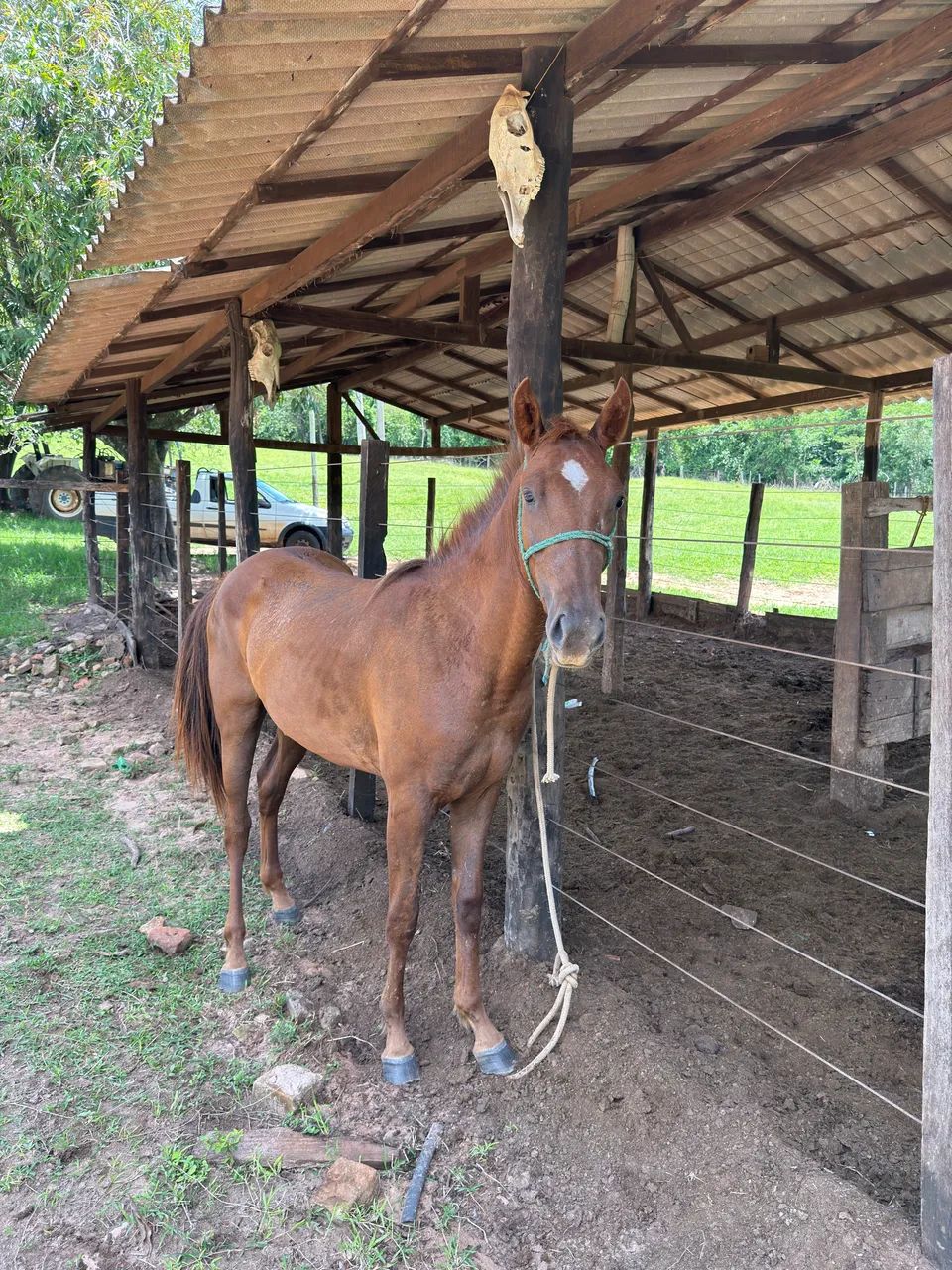 Vende - se Potra QM - Foto 6