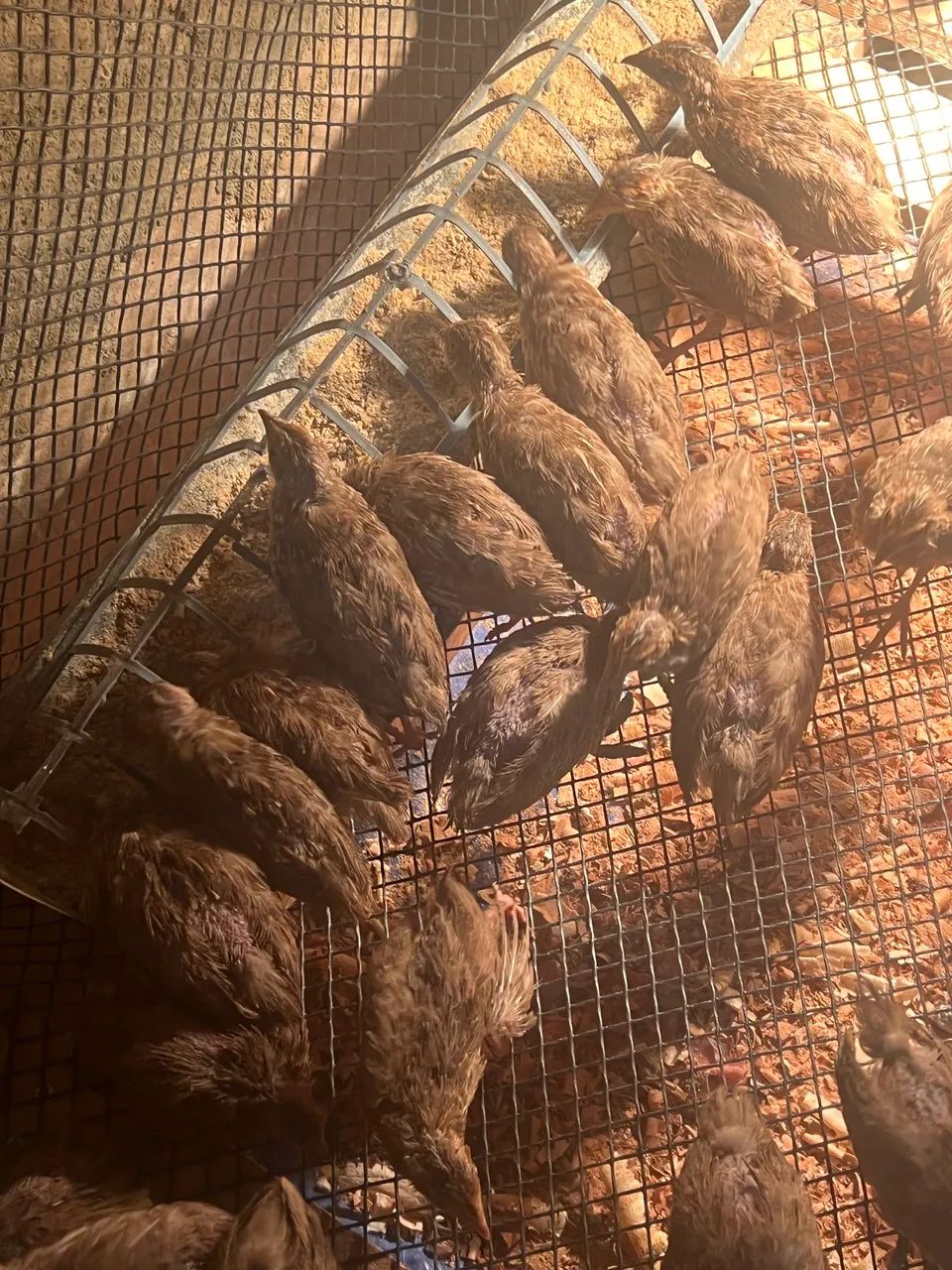 Pintinhos de Codornas