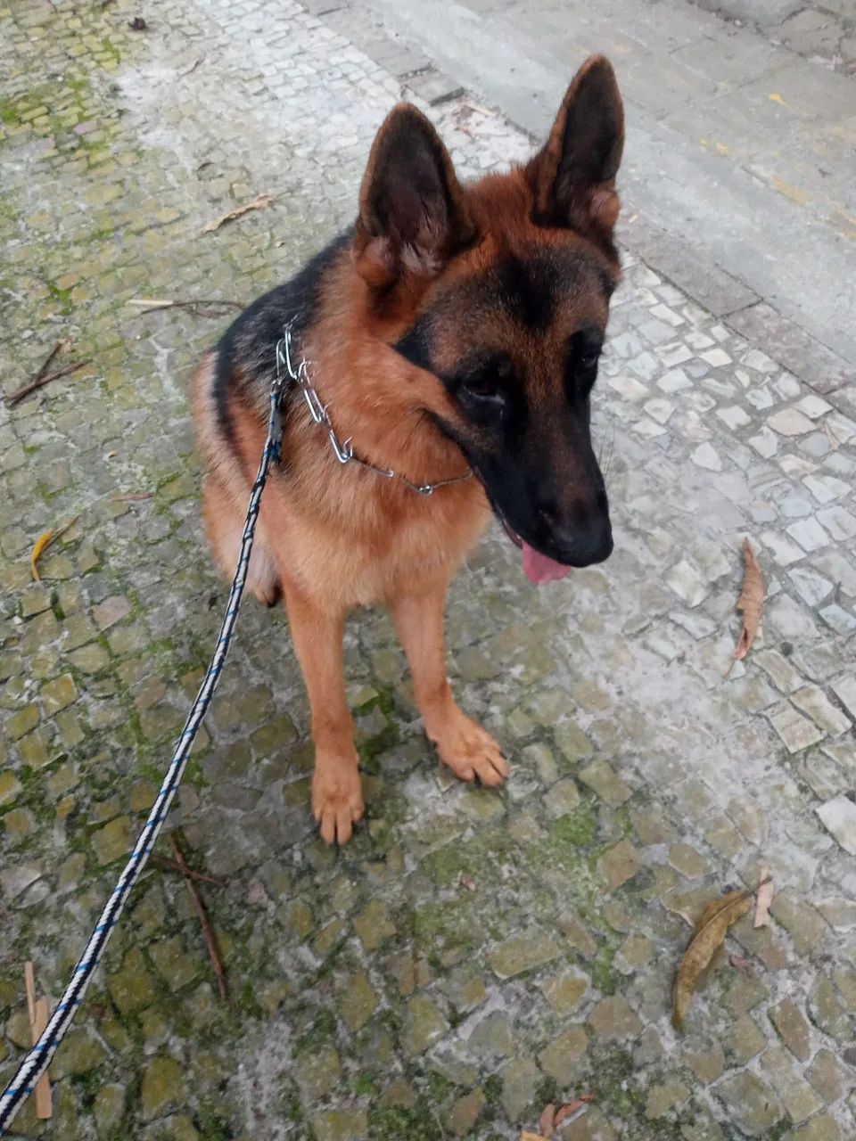 Adestrador de cães  - Foto 5