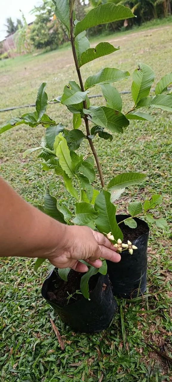 Mudas de frutíferas produtivas  - Foto 3