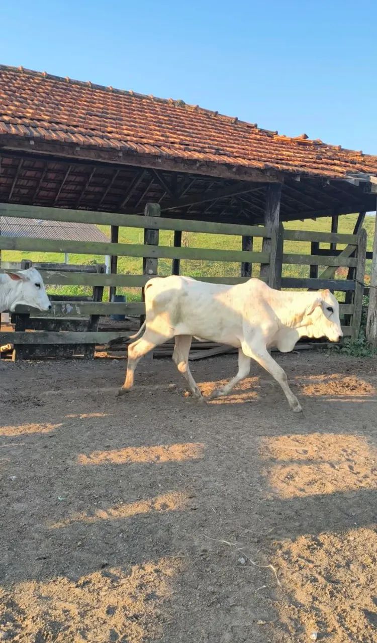 Bezerras - Foto 5