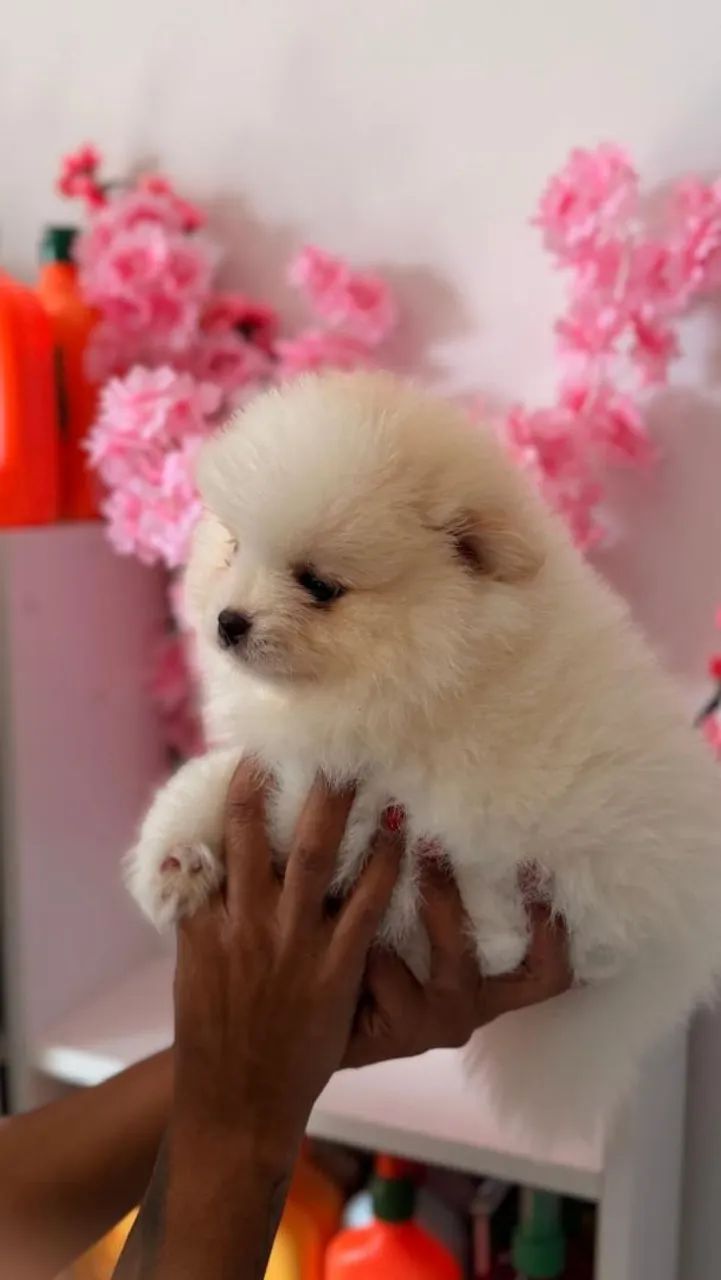 LULU DA POMERÂNIA  - Foto 4