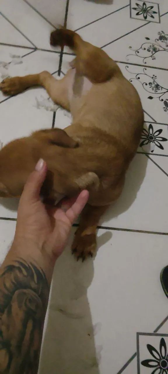 Cachorro  - Foto 3