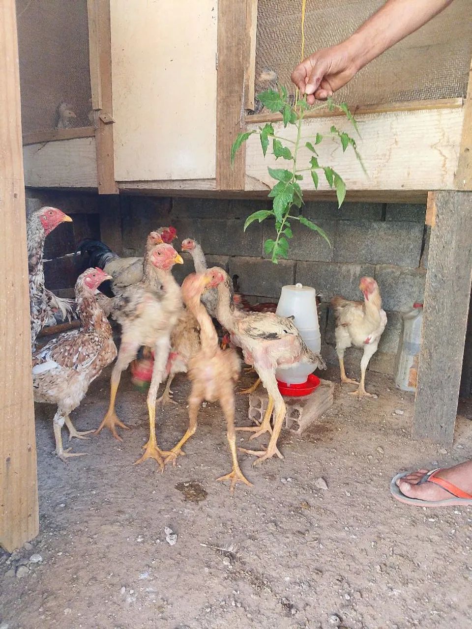 Frango índio 
