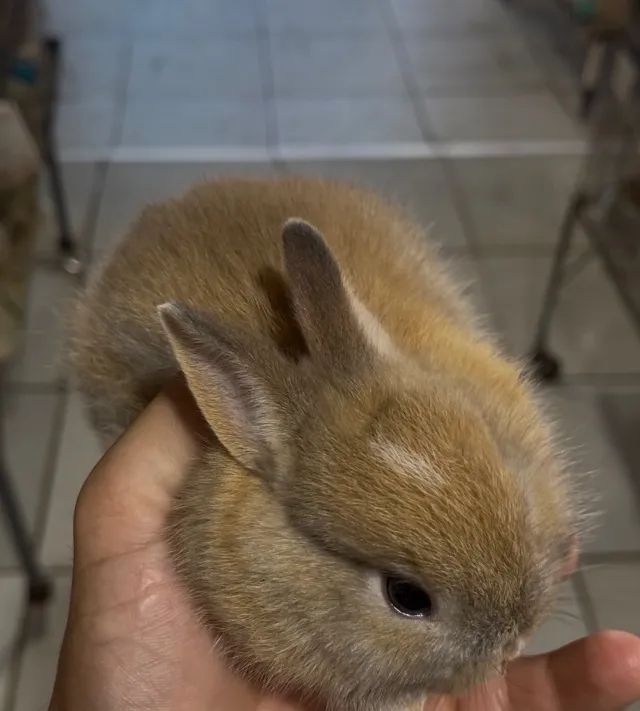 Mine Coelho  - Foto 2