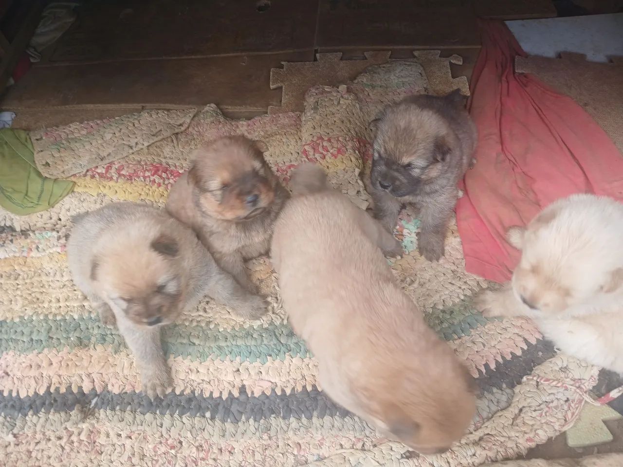 Cachorros da língua roxa chow chow  - Foto 2
